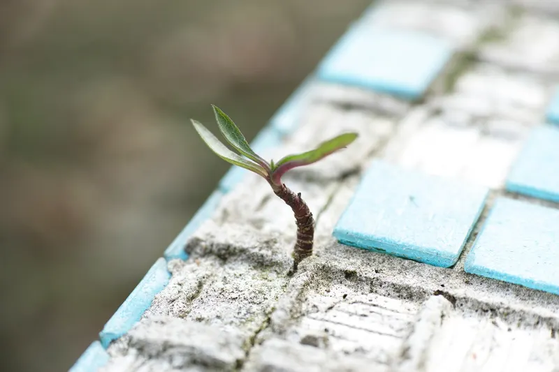 A green seedling growing up between paving slabs