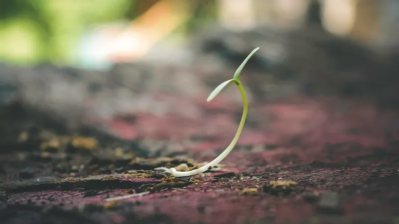 A seedling emerging from soil